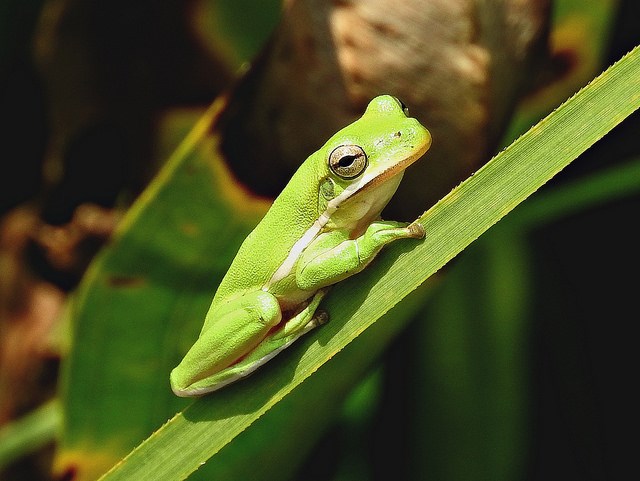 Green Tree Frog U.S. Fish & Wildlife Photo