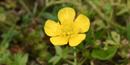 Buttercup flower in full bloom