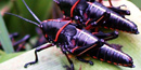 Two big red, black, and yellow lubber grasshoppers sit on a leaf