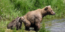 Mother bear with cubs