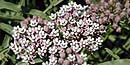 Narrowleaf Milkweed