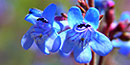 Slender penstemon