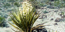 A flowering Mohave Yucca