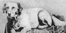 Fido, the Lincoln family pet