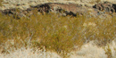photo of creosotebush