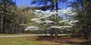 Dogwood tree along the Natchez Trace Parkway