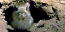 Kangaroo Rat