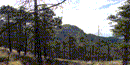 El bosque del Área Silvestre de Saguaro.