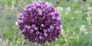 Yorktown Onion