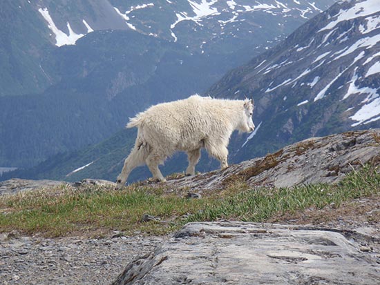 A mountain goat grazes near the trail.