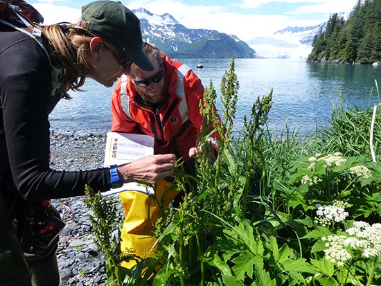 Kenai Fjords Resource Management Team looks for invasive plants in Aialik Bay.