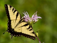 Yellow, swallowtail Butterfly
