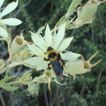 With rain will come flowers, and with flowers, insects...
