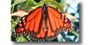 Monarch Butterfly Monarch Butterfly