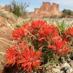 Common globemallow