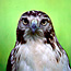 Species Lists