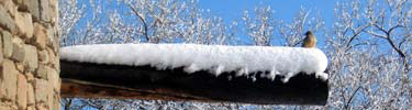 Bird on snow covered viga