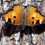 California Tortoiseshell