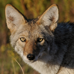 a coyote face