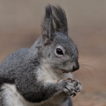 Abert's Squirrel
