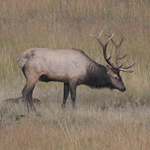 bull elk in Bandelier