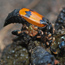 A symbiotic relationship
