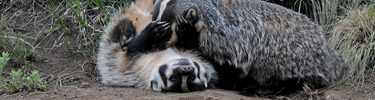 Badger mom and pup play