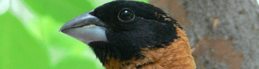 black-headed grosbeak