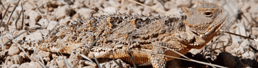 Short-horned lizard