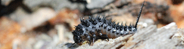 Pleasing Fungus Beetle Larvae