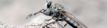Robber Fly