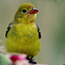 Identify Summer Birds
