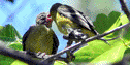 Lesser Goldfinch mom feeds fledgling Lesser Goldfinch mom feeds fledgling