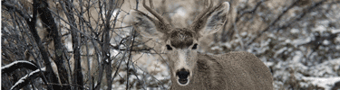 Mule Deer Buck