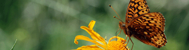 a fritilary