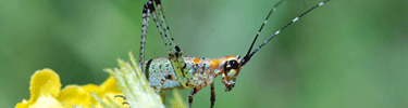 katydid