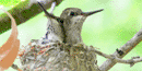 Black-chinned Hummingbird chicks in nest Black-chinned Hummingbird chicks in nest