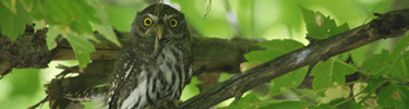 Northern Pygmy Owl