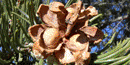 Pinon cone with nuts Pinon cone with nuts