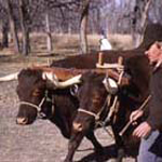 Greg Driving Oxen