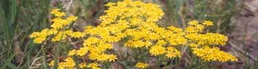 ground flower