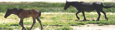 horses