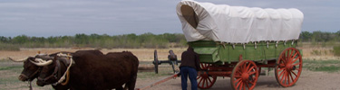 oxen being hitched to wagon