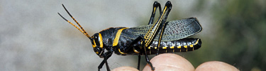 Lubber Grasshopper