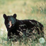 Bears in the backcountry