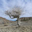 Chihuahuan Desert Network