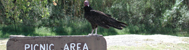 A vigilant turkey vulture waits at Daniel's Ranch