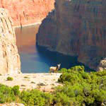 A mule deer looks up from Feeding along the canyon above blue water