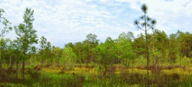 A meadow surrounded by tall trees
