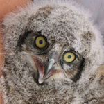 Great Horned Owls often nest over the Casa Grande